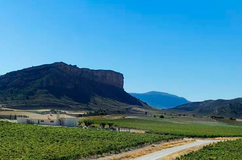 Viñedo de Viñas Familia Gil. / L. O.