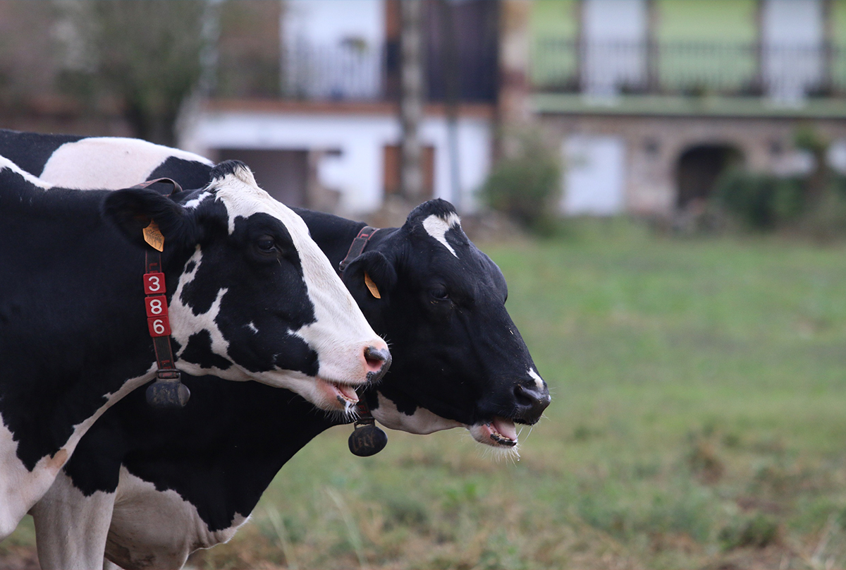 Cada vaca produce de media unos 200 gramos de metano al día, el equivalente a 5 kilos de dióxido de carbono - Foto: Nestlé