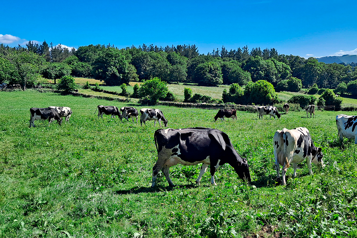 El cuidado personalizado del terreno, tanto de pasto como de cultivo, permite mejorar la calidad de la alimentación del ganado, su bienestar y producción - Foto: Nestlé