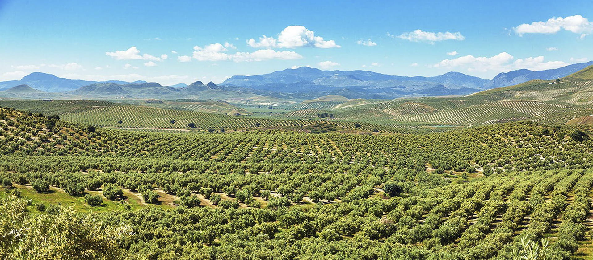 Según datos recogidos por el Instituto de la Empresa Familiar, cerca de 1.100.000 empresas en España son familiares, es decir, un 89% del total del país.