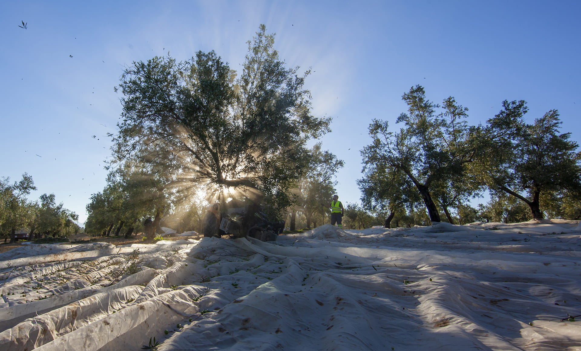 Según datos recogidos por el Instituto de la Empresa Familiar, cerca de 1.100.000 empresas en España son familiares, es decir, un 89% del total del país.