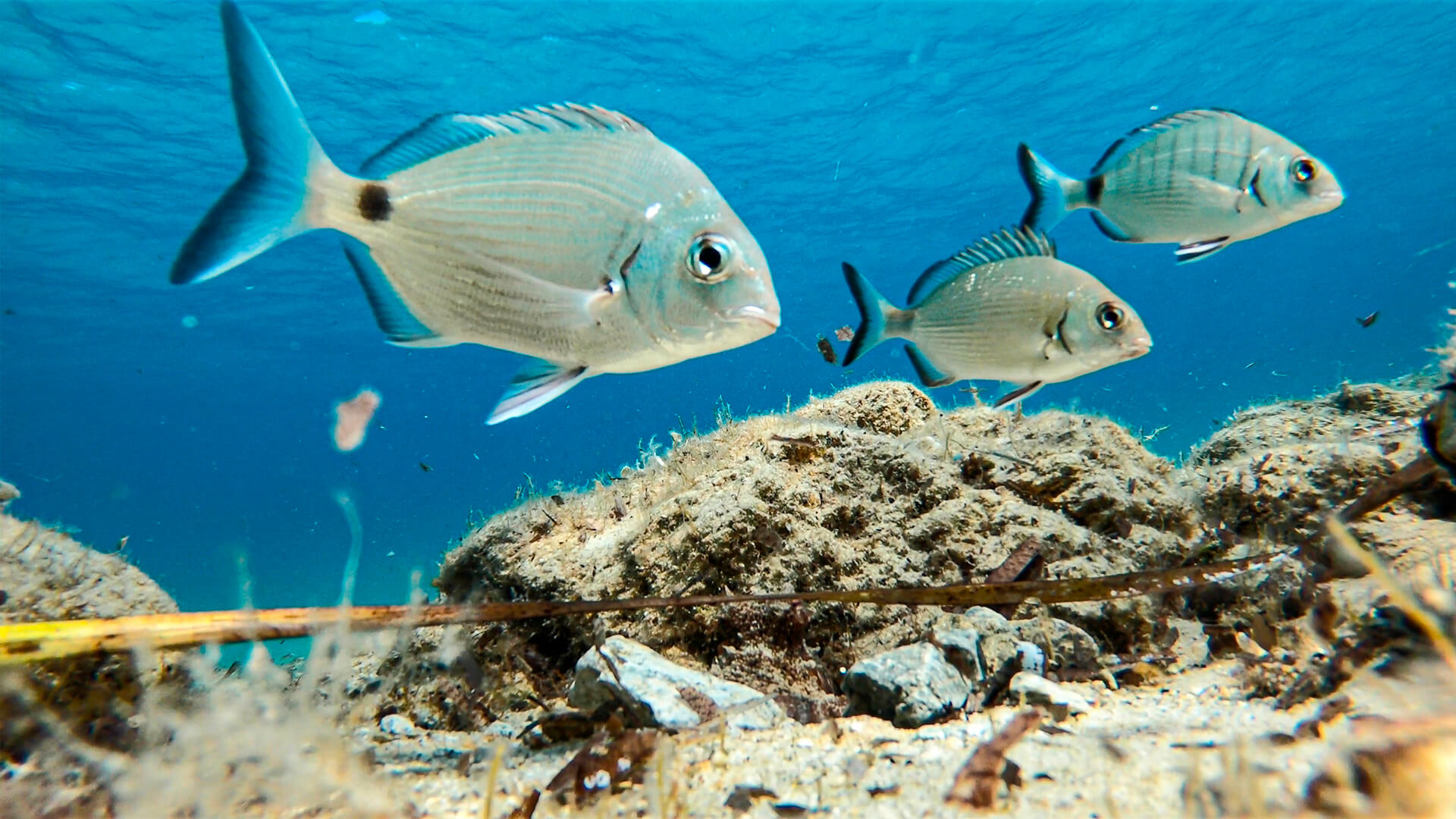 Pez sargo (Diplodus sargus).