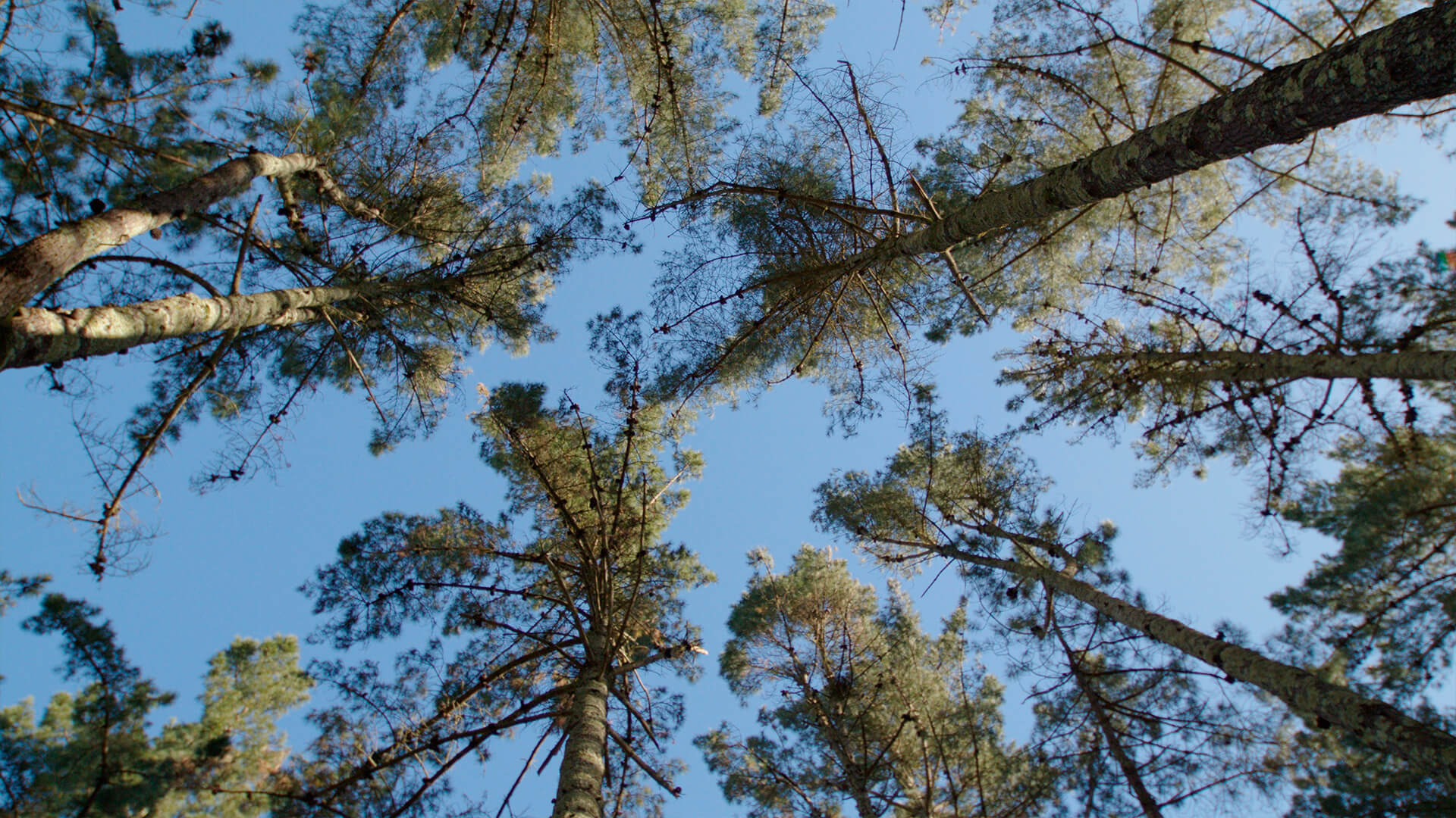 “El Bosque Naturgy” en Cabanas, A Coruña.