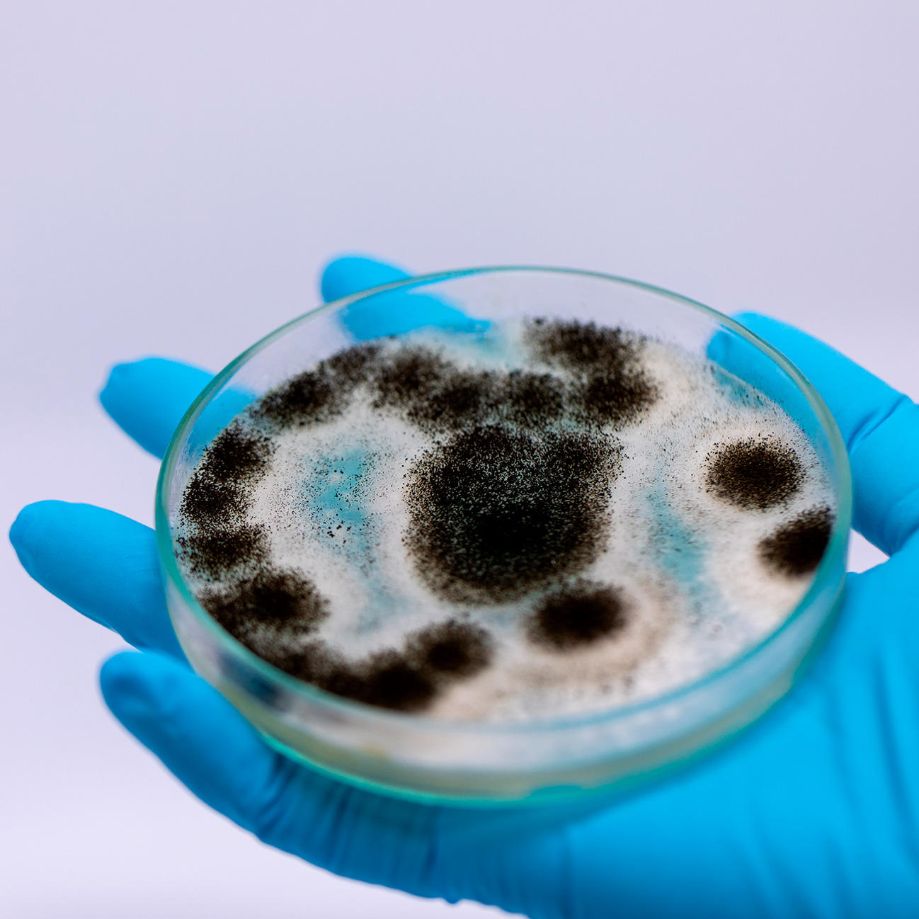 Dr. Armando Bueso Fernández